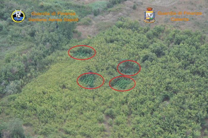 Video-Piantagione di marijuana scoperta nel casertano grazie all’innovativo sistema di telerilevamento aereo