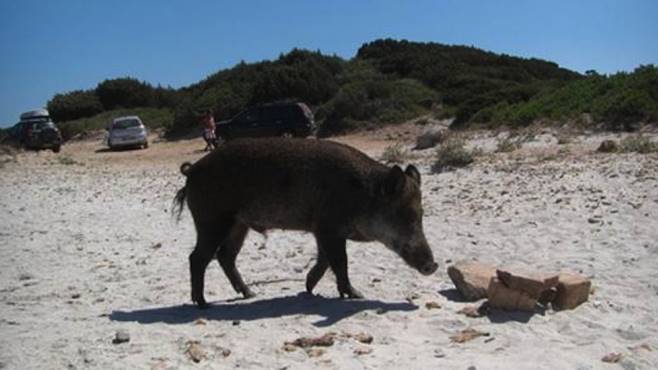 VIDEO-Cilento, cinghiali in spiaggia ad Acciaroli. Coldiretti: “A rischio la sicurezza dei cittadini”