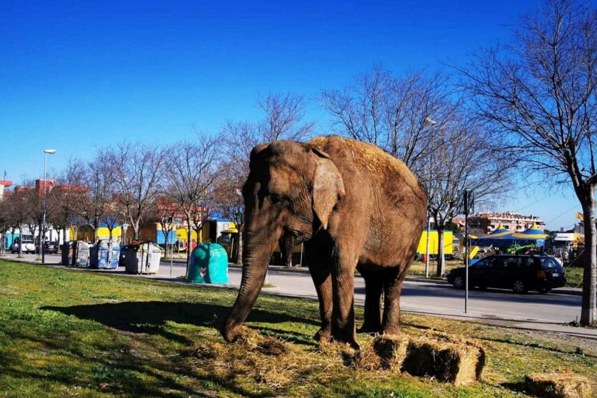 VIDEO-Foggia, elefante in giro per la città