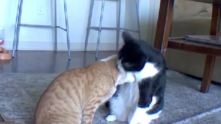 VIDEO-Gatto consola il fratello mentre la padrona è fuori casa