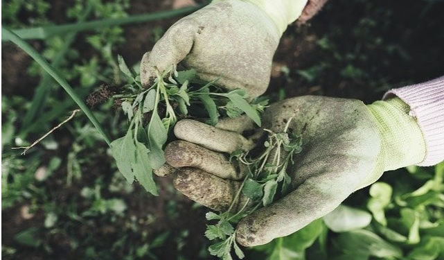 Garden Therapy: quali sono i benefici del giardinaggio? 
