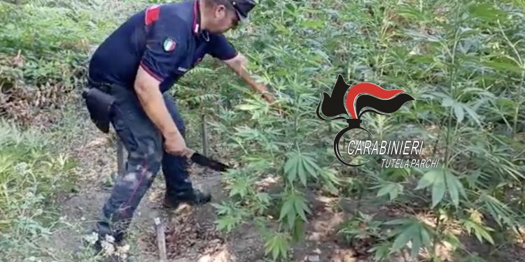 Parco Nazionale del Vesuvio: carabinieri forestali scoprono piantagione di cannabis
