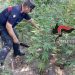 Parco Nazionale del Vesuvio: carabinieri forestali scoprono piantagione di cannabis