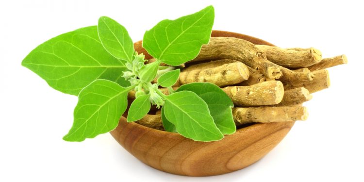 Ashwagandha:l’afrodisiaco che aumenta il testosterone 
