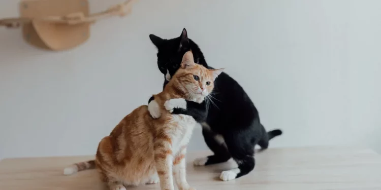 Animali selvatici, esotici e domestici: nuove leggi in vigore, cosa cambia