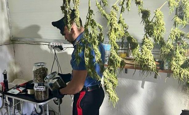 Controlli dei carabinieri nel vesuviano: scoperto ex canile adibito a serra per coltivazione di cannabis