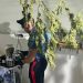 Controlli dei carabinieri nel vesuviano: scoperto ex canile adibito a serra per coltivazione di cannabis