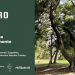 Lunedì 21 novembre, al museo e Real bosco di Capodimonte, la festa dell’albero 2022