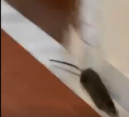 VIDEO-Ecco come si vive nell’isolato 23 del Rione De Gasperi di Ponticelli: degrado, topi e abusivismo