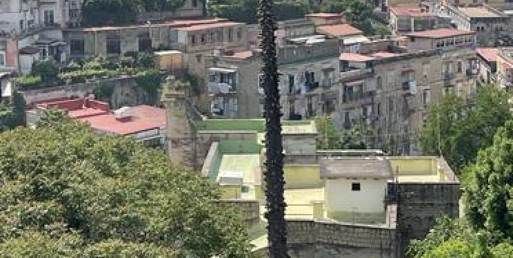 Napoli: distrutta da una potatura selvaggia l’araucaria monumentale della Sanità