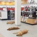 “Fate entrare i cani randagi nei miei negozi, fuori fa troppo caldo”: la foto diventa virale