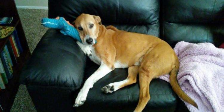 Bambina al canile per scegliere un cane: il suo gesto commuove il web