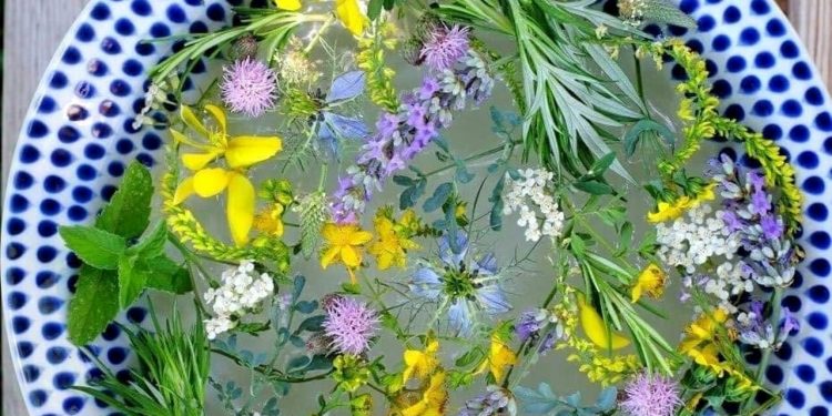 L’acqua di San Giovanni: storia e preparazione dell’antico infuso benefico