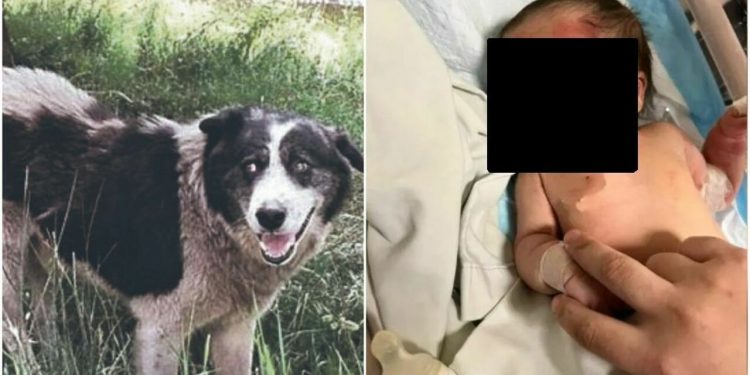 Cane randagio salva neonata abbandonata in un sacchetto di plastica