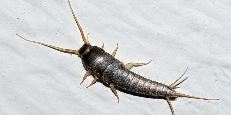 Allerta pesciolini d’argento: ecco perché appaiono in casa e come liberarsene