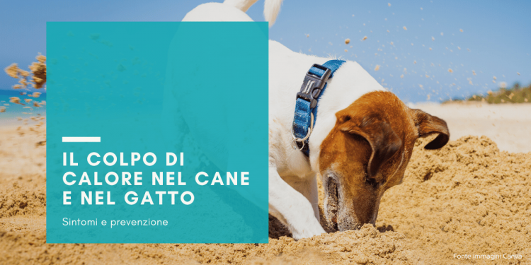 Caldo e animali domestici: i sintomi da non sottovalutare