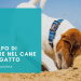 Caldo e animali domestici: i sintomi da non sottovalutare