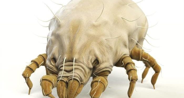 Acari del materasso: il metodo per rimuoverli rapidamente e con zero rischi per la salute