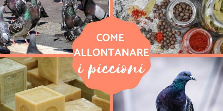 Come allontanare i piccioni con un semplice trucchetto