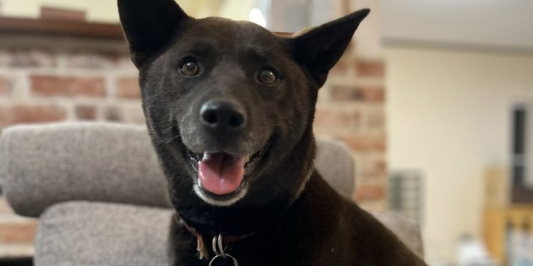 Koume, la cagnolina-eroe che ha salvato un uomo colto da infarto