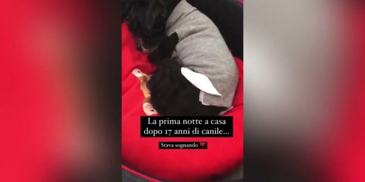 VIDEO-Prima notte a casa dopo 17 anni in canile: il gesto di questo cagnolino ha commosso il web