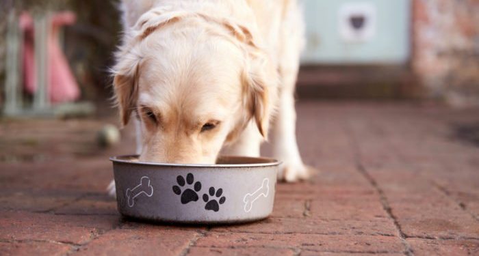 Cibo per cani, i benefici di un’alimentazione sana e varia