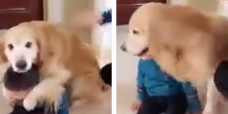 VIDEO-Il papà sgrida e colpisce il bambino: la reazione del cane è incredibile