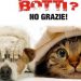 Come proteggere cani e gatti dai botti di capodanno