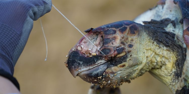 Tartaruga trovata senza vita, ambientalista lancia SOS: ridurre uso della plastica