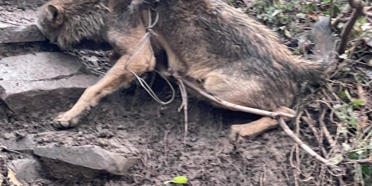 VIDEO-Giovane esemplare di lupo salvato e rimesso in libertà nel Parco Nazionale del Cilento