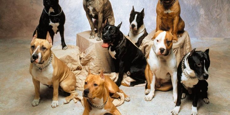 Esistono razze di cani più aggressive? Uno studio recente chiarisce i dubbi