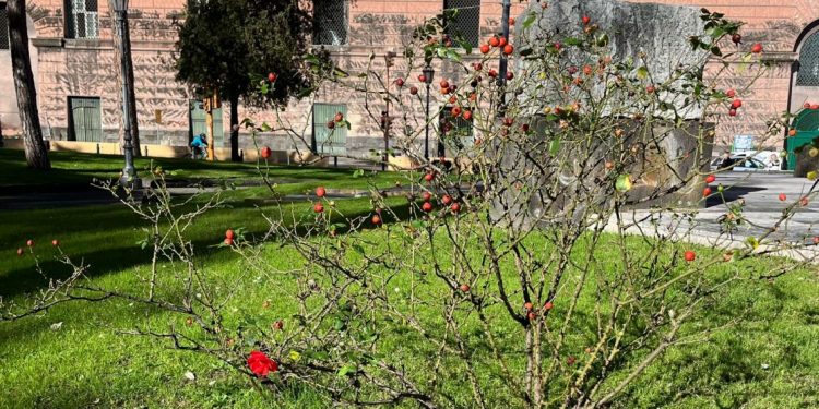 Giardini del Molosiglio affidati a Greencare, sabato 16 marzo taglio del nastro con il sindaco Manfredi
