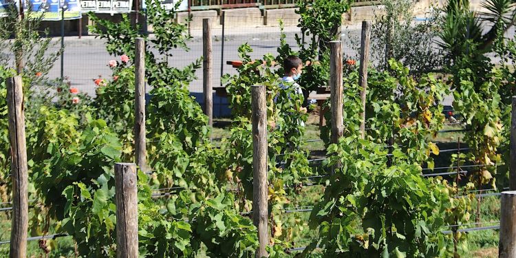 A Napoli la prima vigna gestita dagli studenti delle periferie: ecco il progetto Vigna Resilience