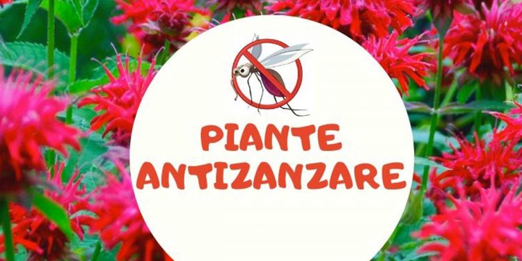 Repellenti naturali: le piante che allontanano le zanzare