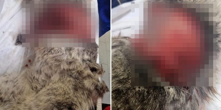 Orrore a Ponticelli: cane scuoiato vivo da due ragazzini