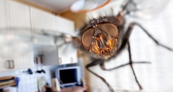 Come allontanare le mosche da casa velocemente senza prodotti chimici