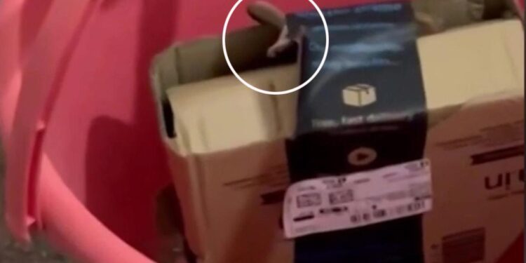 Apre il pacco di Amazon e ci trova un cobra: il video virale sui social