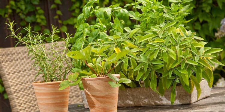 Come allontanare gli insetti utilizzando piante repellenti