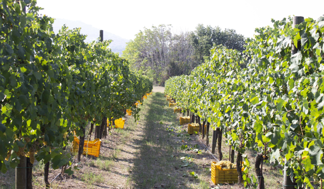 Vino tra impatto ambientale e sostenibilità: lo studio italiano sulla falanghina di una cantina campana