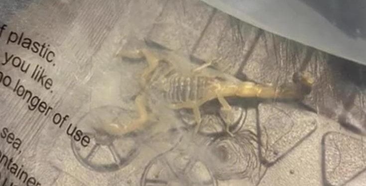 Cliente trova scorpione vivo e letale in un pacco Shein