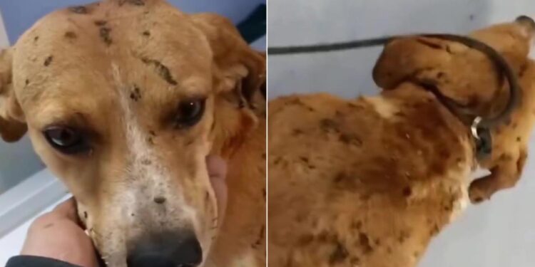 Orrore nel salernitano, versano olio bollente su un cane randagio