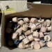 Botti illegali spediti ai clienti: maxi-sequestro della Guardia di Finanza
