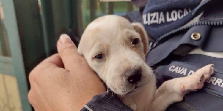 Getta due cuccioli in un torrente, testimone li salva e denuncia l’uomo
