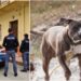 Acerra, bimba sbranata da pitbull: padre positivo alla cannabis, denunciato per omicidio colposo