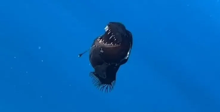 “Pesce diavolo nero” avvistato nel mare di Tenerife: cos’è il melanoceto e perché è così raro vederlo