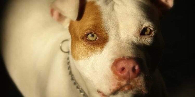 Acerra, bimba sbranata da pitbull: cane senza microchip. Le due versioni del padre