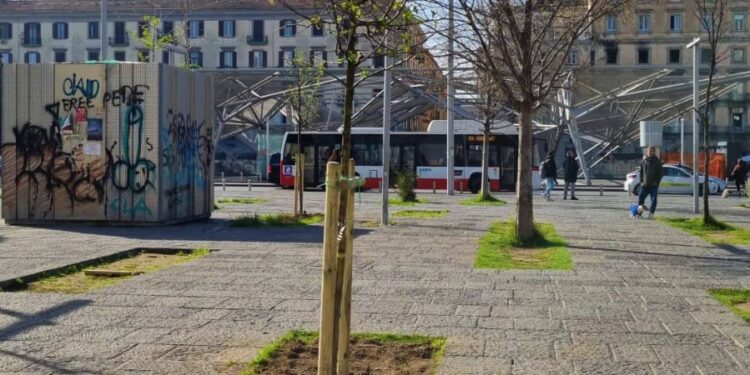 A Napoli piantati nuovi alberi nell’area nord di Piazza Garibaldi