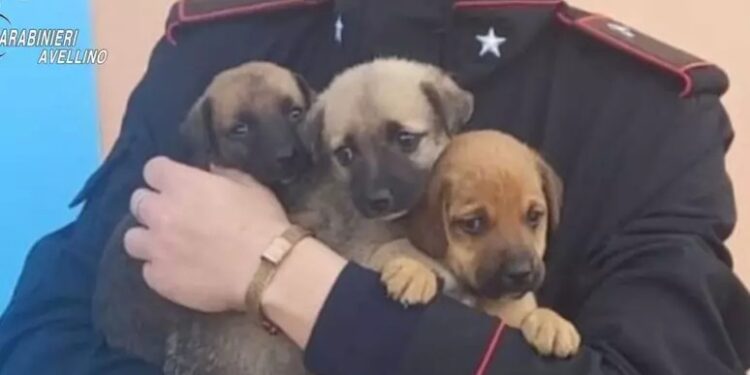 Tre cuccioli abbandonati salvati dai Carabinieri nell’Avellinese