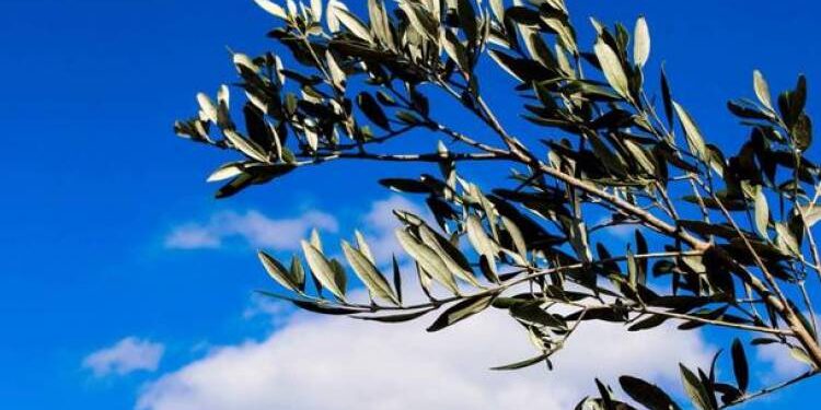 Domenica delle Palme: storia e significato