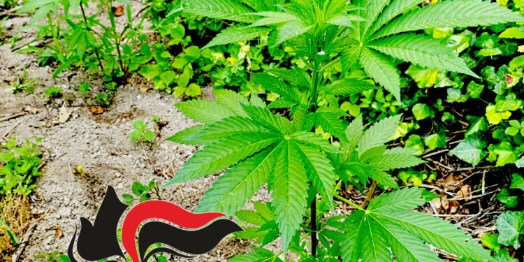 Monti Lattari: Carabinieri trovano 110 piante di Cannabis pronte per essere raccolte ed essiccate